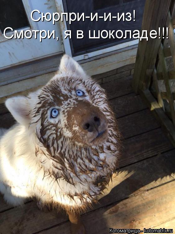 Сюрпри-и-и-из! Смотри, я в шоколаде!!!... Котоматрица: Сюрпри-и-и-из! Смотри, я в шоколаде!!!