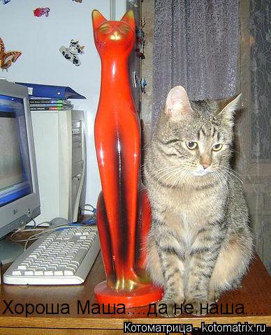 Хороша Маша....да не наша....... Котоматрица: Хороша Маша....да не наша....
