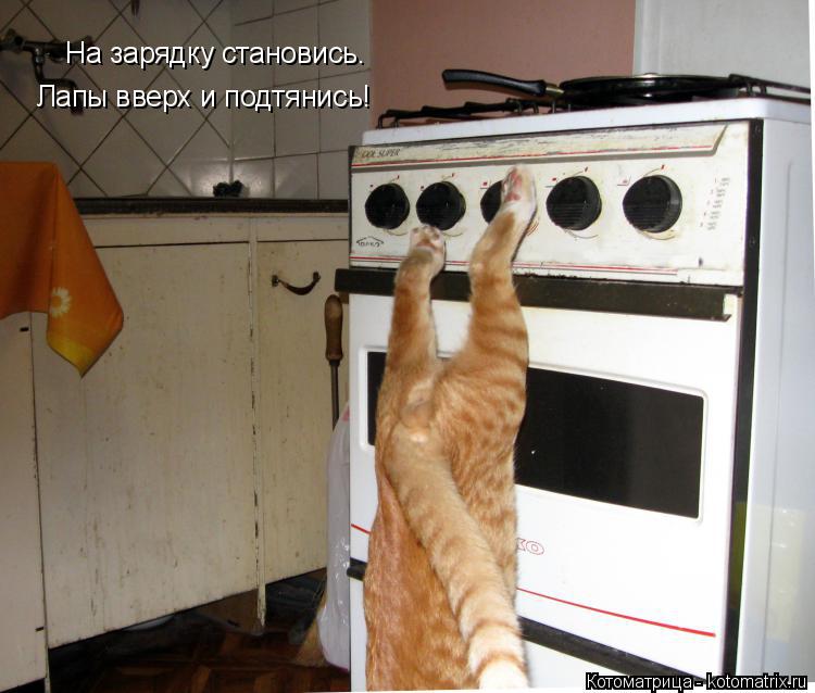 На зарядку становись. Лапы вверх и подтянись!... Котоматрица: На зарядку становись. Лапы вверх и подтянись!