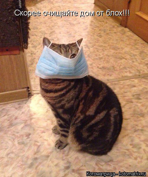 Скорее очищайте дом от блох!!!... Котоматрица: Скорее очищайте дом от блох!!!