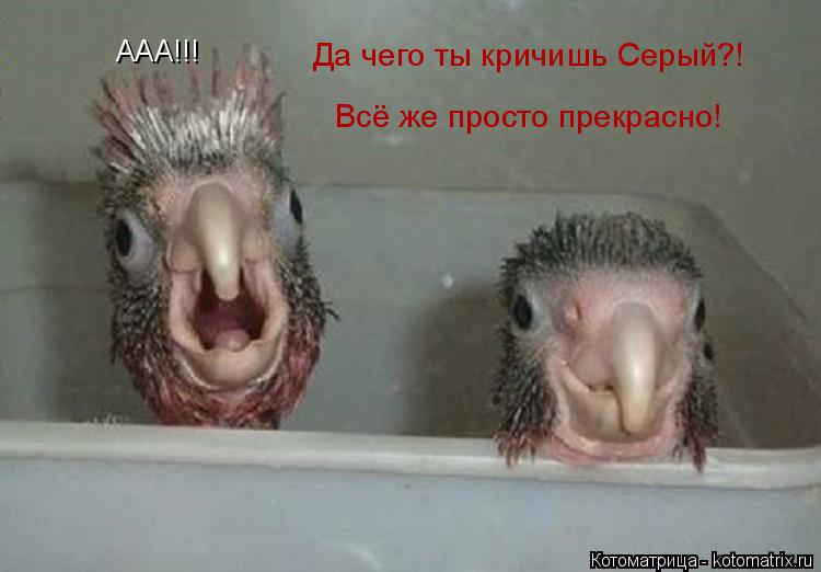 ААА!!! Да чего ты кричишь Серый?! Всё же просто прекрасно!... Котоматрица: ААА!!! Да чего ты кричишь Серый?! Всё же просто прекрасно!