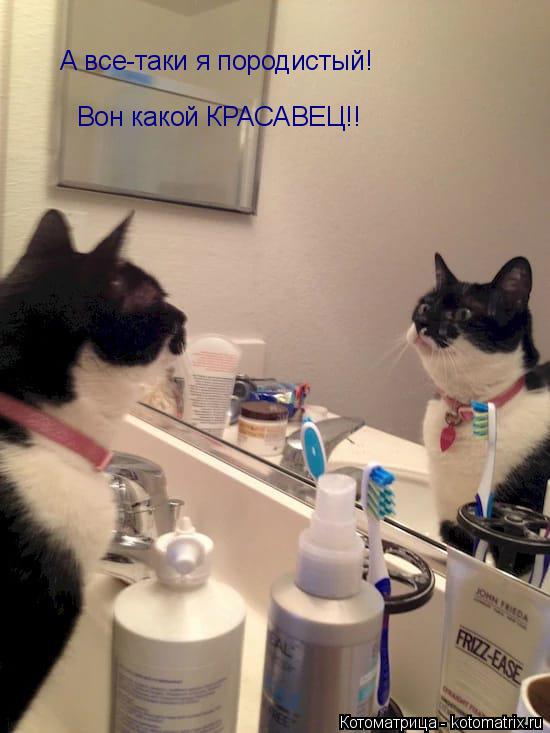 А все-таки я породистый! Вон какой КРАСАВЕЦ!!... Котоматрица: А все-таки я породистый! Вон какой КРАСАВЕЦ!!