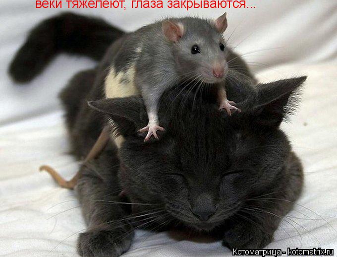 веки тяжелеют, глаза закрываются... веки тяжелеют, глаза закрываются...... Котоматрица: веки тяжелеют, глаза закрываются... веки тяжелеют, глаза закрываются...