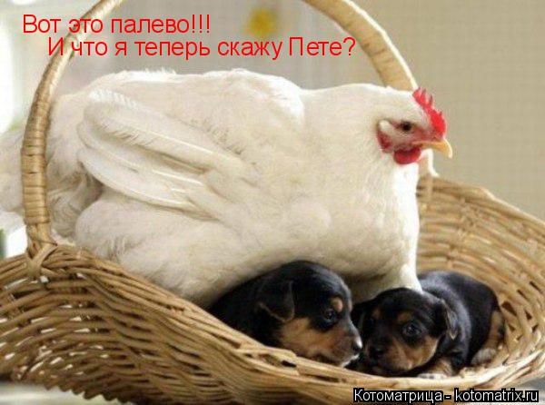 Вот это палево!!! И что я теперь скажу Пете?... Котоматрица: Вот это палево!!! И что я теперь скажу Пете?