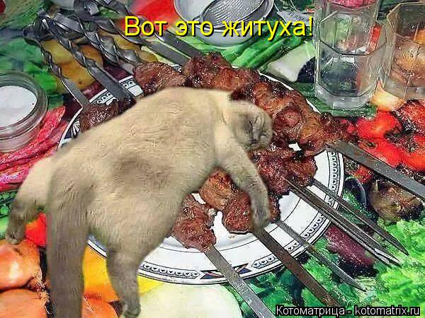 Вот это житуха!... Котоматрица: Вот это житуха!