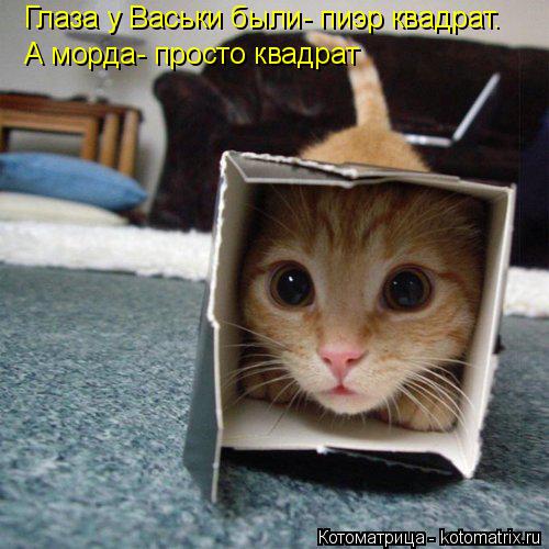 Глаза у Васьки были- пиэр квадрат. А морда- просто квадрат... Котоматрица: Глаза у Васьки были- пиэр квадрат. А морда- просто квадрат