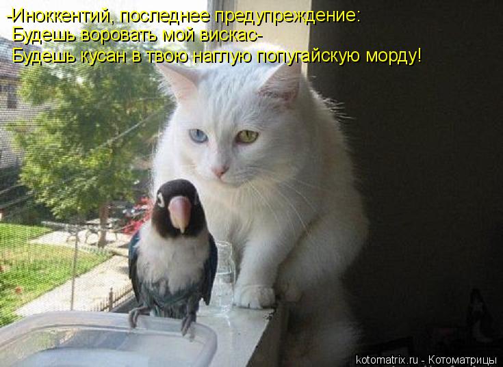 -Иноккентий, последнее предупреждение: Будешь воровать мой вискас- Будешь кусан в твою наглую попугай... Котоматрица: -Иноккентий, последнее предупреждение: Будешь воровать мой вискас- Будешь кусан в твою наглую попугайскую морду!