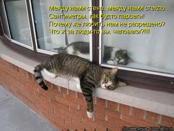 Сантиметры, как будто парсеки! Почему же любить нам не разрешено? Между нами стена, между нами стекло... Котоматрица: Сантиметры, как будто парсеки! Почему же любить нам не разрешено? Между нами стена, между нами стекло... Что ж за люди-то вы, человеки?!!!