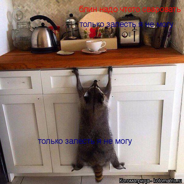 блин надо чтото сваровать только залесть я не могу только залесть я не могу... Котоматрица: блин надо чтото сваровать только залесть я не могу только залесть я не могу