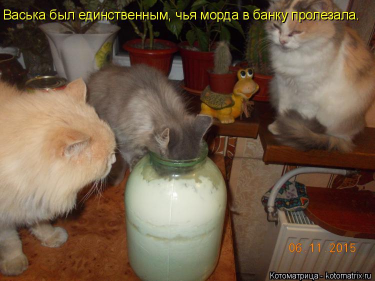 Васька был единственным, чья морда в банку пролезала.... Котоматрица: Васька был единственным, чья морда в банку пролезала.