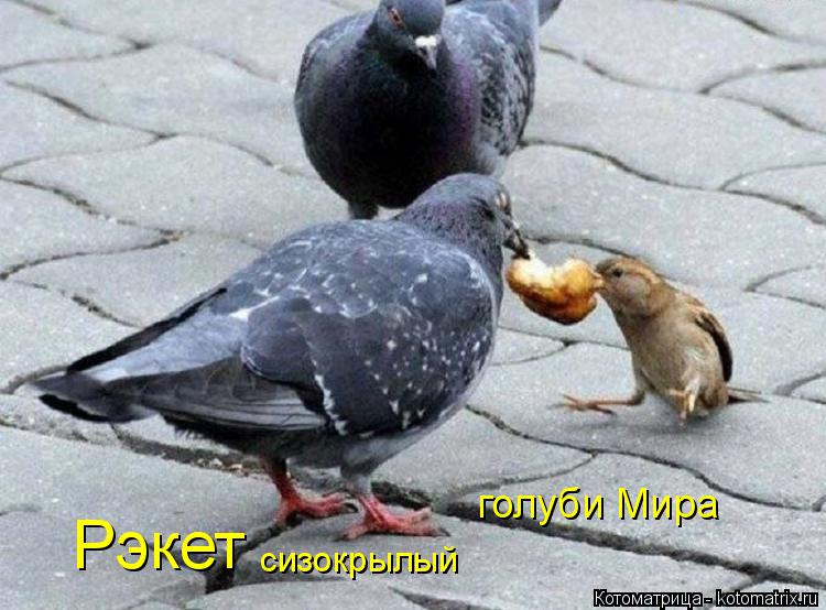 Рэкет сизокрылый голуби Мира... Котоматрица: Рэкет сизокрылый голуби Мира