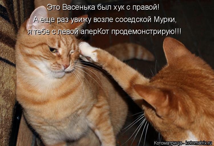 Это Васенька был хук с правой! А еще раз увижу возле соседской Мурки, я тебе с левой аперКот продемон... Котоматрица: Это Васенька был хук с правой! А еще раз увижу возле соседской Мурки, я тебе с левой аперКот продемонстрирую!!!
