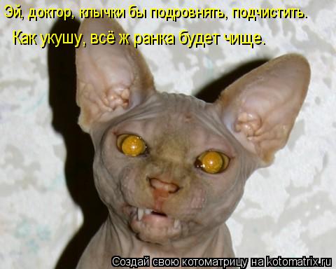 Как укушу, всё ж ранка будет чище. Эй, доктор, клычки бы подровнять, подчистить.... Котоматрица: Как укушу, всё ж ранка будет чище. Эй, доктор, клычки бы подровнять, подчистить.