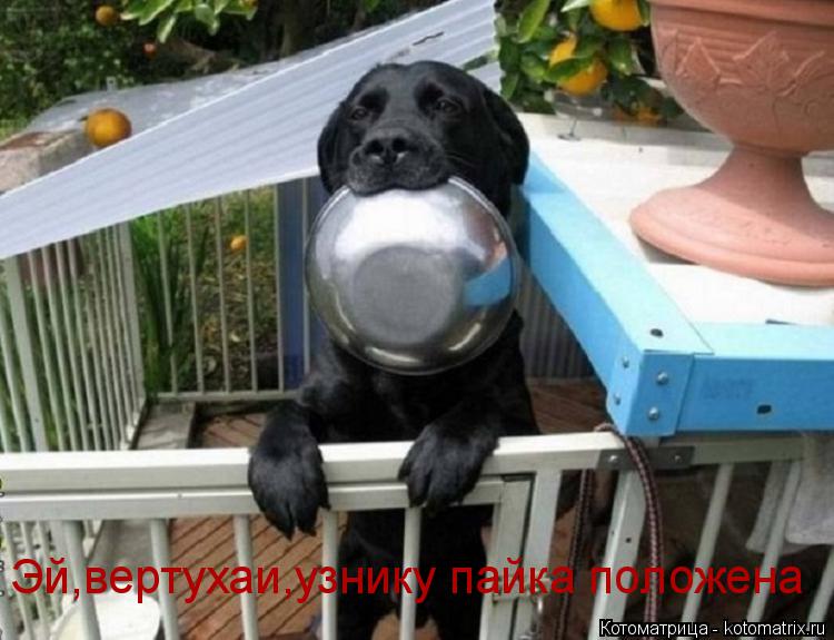 Эй,вертухаи,узнику пайка положена... Котоматрица: Эй,вертухаи,узнику пайка положена