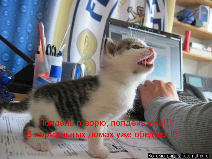 Полдень говорю, полдень уже!!! В нормальных домах уже обедают!!!... Котоматрица: Полдень говорю, полдень уже!!! В нормальных домах уже обедают!!!