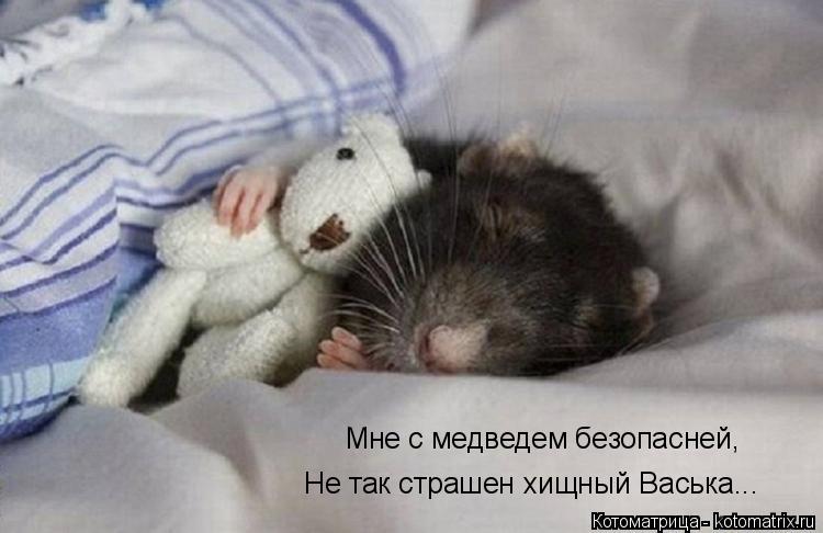 Мне с медведем безопасней, Не так страшен хищный Васька...... Котоматрица: Мне с медведем безопасней, Не так страшен хищный Васька...