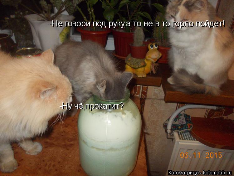 -Ну чё,прокатит? -Не говори под руку,а то не в то горло пойдёт!... Котоматрица: -Ну чё,прокатит? -Не говори под руку,а то не в то горло пойдёт!