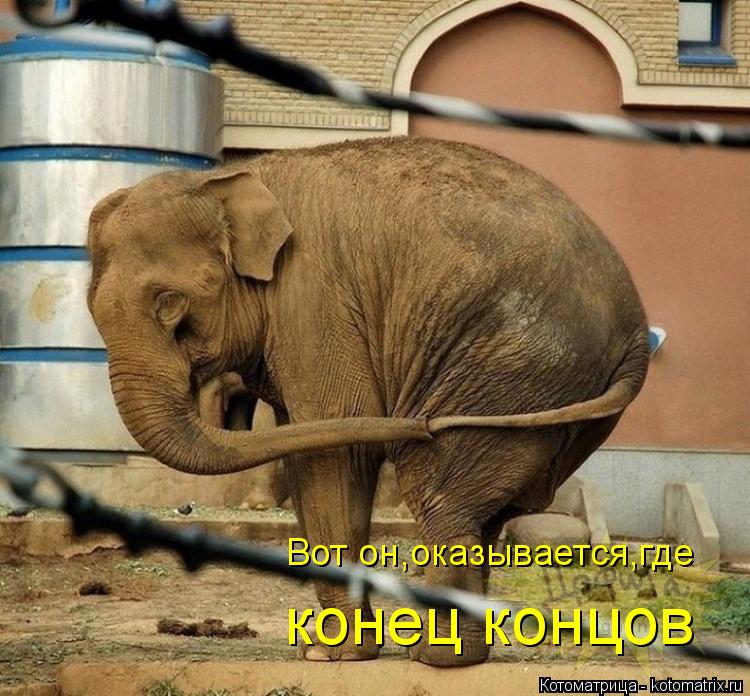 Вот он,оказывается,где конец концов... Котоматрица: Вот он,оказывается,где конец концов