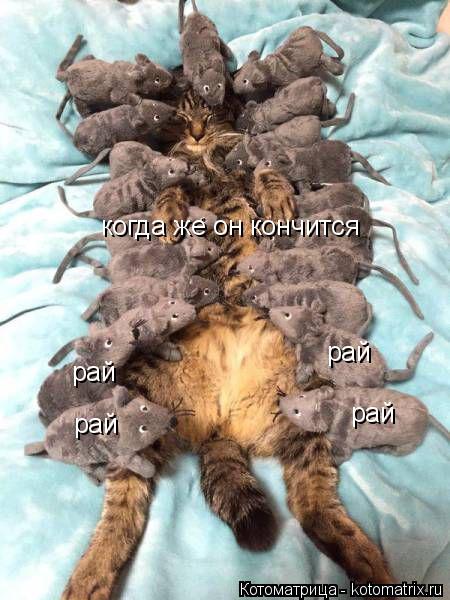 рай рай рай рай когда же он кончится... Котоматрица: рай рай рай рай когда же он кончится