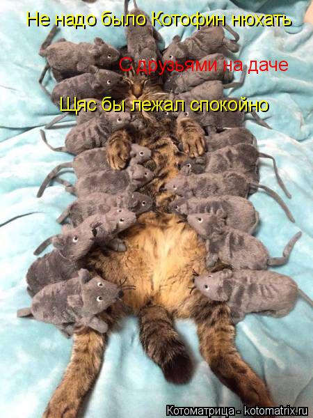 С друзьями на даче Не надо было Котофин нюхать Щяс бы лежал спокойно... Котоматрица: С друзьями на даче Не надо было Котофин нюхать Щяс бы лежал спокойно