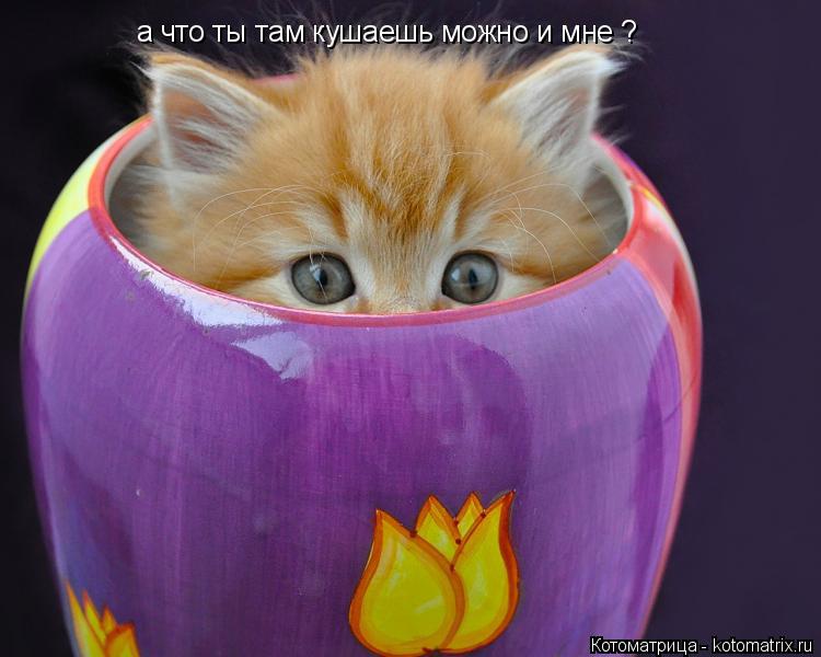 а что ты там кушаешь можно и мне ?... Котоматрица: а что ты там кушаешь можно и мне ?