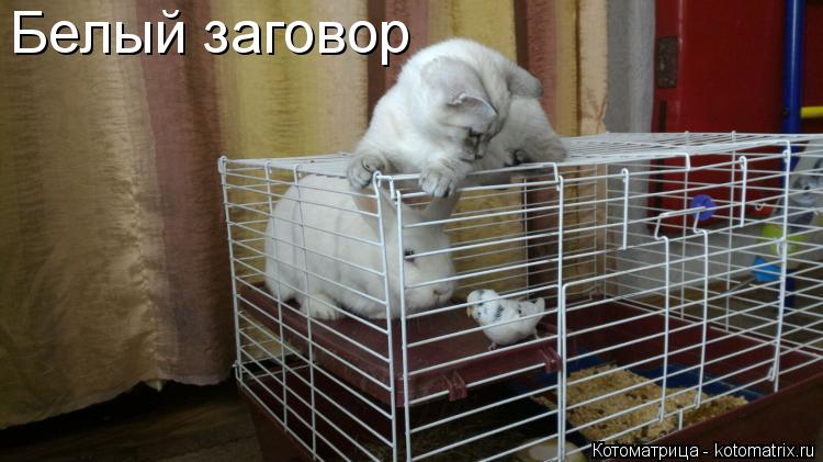 Белый заговор... Котоматрица: Белый заговор