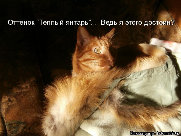 Оттенок “Теплый янтарь”... Ведь я этого достоин?... Котоматрица: Оттенок “Теплый янтарь”... Ведь я этого достоин?
