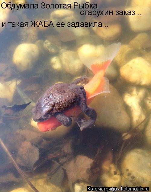 Обдумала Золотая Рыбка старухин заказ... и такая ЖАБА ее задавила...... Котоматрица: Обдумала Золотая Рыбка старухин заказ... и такая ЖАБА ее задавила...