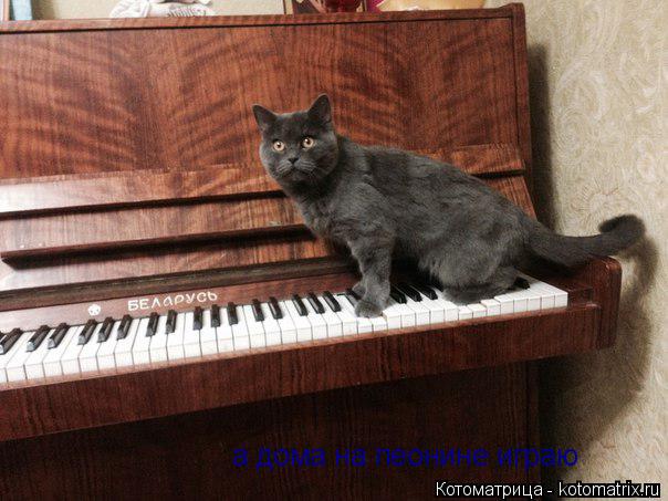 а дома на пеонине играю... Котоматрица: а дома на пеонине играю
