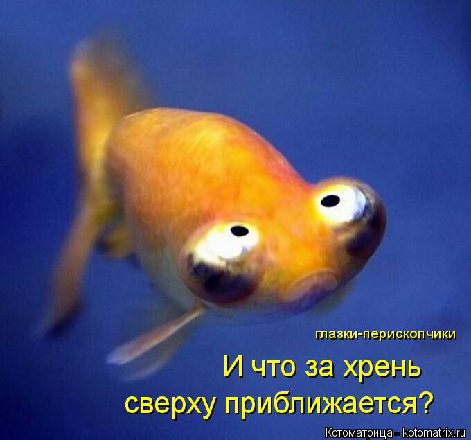 глазки-перископчики И что за хрень сверху приближается?... Котоматрица: глазки-перископчики И что за хрень сверху приближается?
