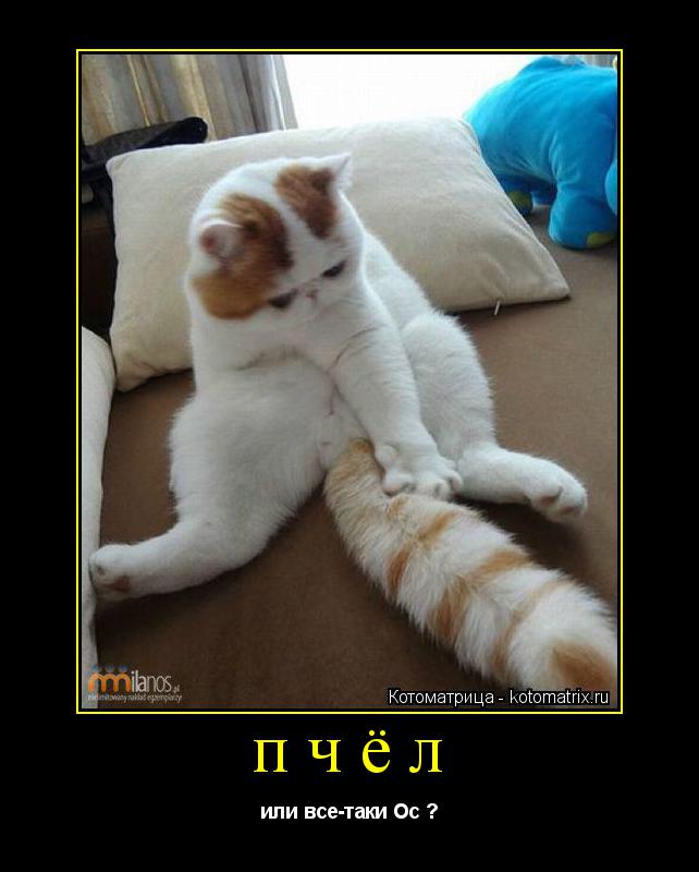 пчёл или все-таки Ос ?... Котоматрица: пчёл или все-таки Ос ?