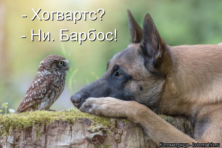 - Хогвартс? - Ни. Барбос!... Котоматрица: - Хогвартс? - Ни. Барбос!