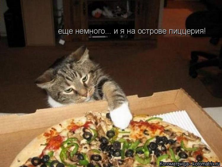 еще немного... и я на острове пиццерия!... Котоматрица: еще немного... и я на острове пиццерия!