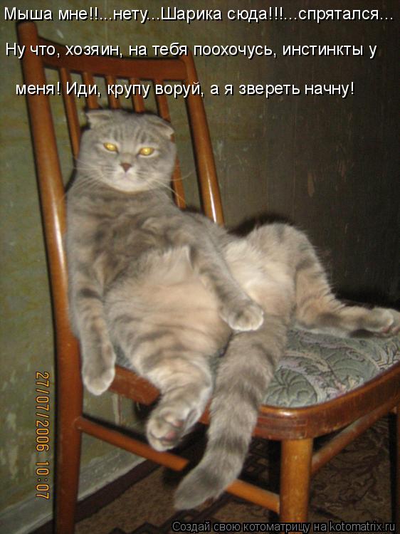 Мыша мне!!...нету...Шарика сюда!!!...спрятался... Ну что, хозяин, на тебя поохочусь, инстинкты у мен... Котоматрица: Мыша мне!!...нету...Шарика сюда!!!...спрятался... Ну что, хозяин, на тебя поохочусь, инстинкты у меня! Иди, крупу воруй, а я звереть начну!