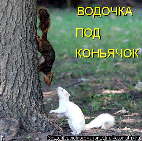 КОНЬЯЧОК ПОД ВОДОЧКА... Котоматрица: КОНЬЯЧОК ПОД ВОДОЧКА