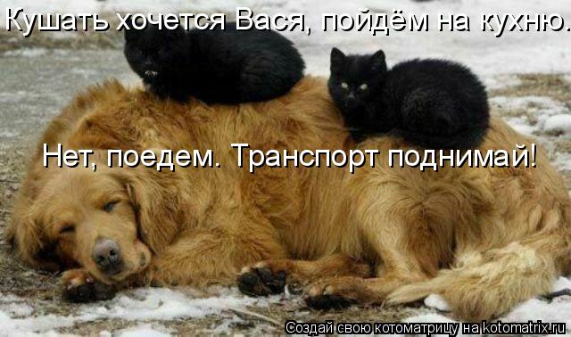 Котоматрица: Нет, поедем. Транспорт поднимай! Кушать хочется Вася, пойдём на кухню.