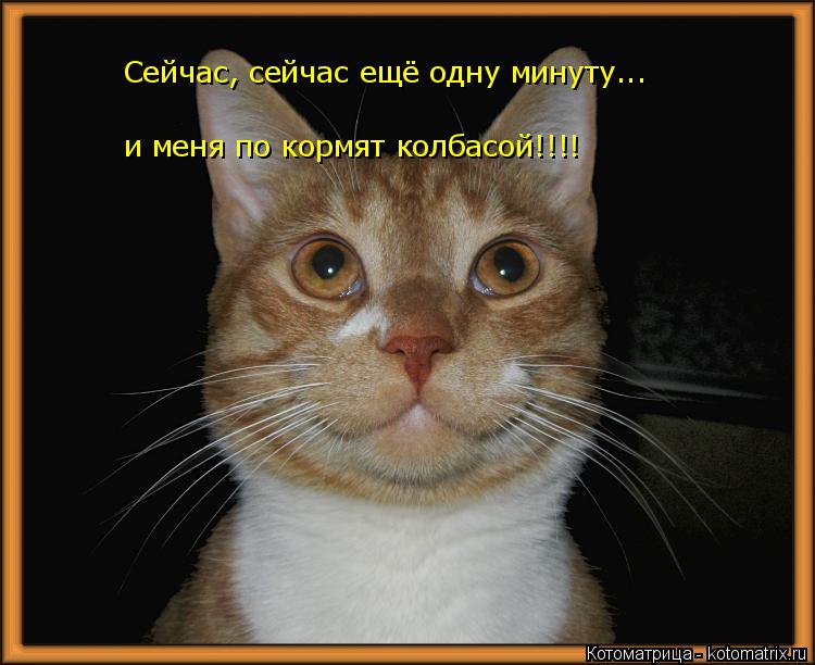 Сейчас, сейчас ещё одну минуту... и меня по кормят колбасой!!!!... Котоматрица: Сейчас, сейчас ещё одну минуту... и меня по кормят колбасой!!!!