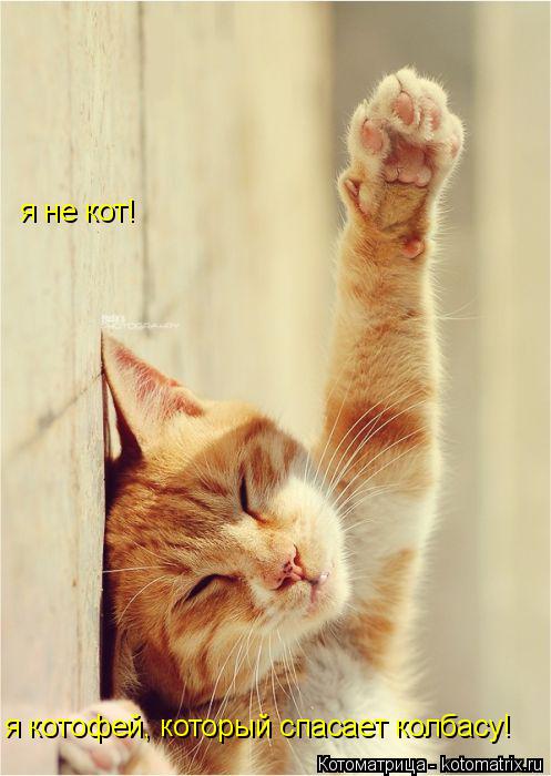 Котоматрица: я не кот! я котофей, который спасает колбасу!