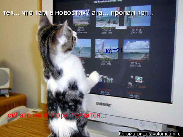 тек... что там в новостях? ага... пропал кот... кот?! ой! это же я! пора прятатся...... Котоматрица: тек... что там в новостях? ага... пропал кот... кот?! ой! это же я! пора прятатся...