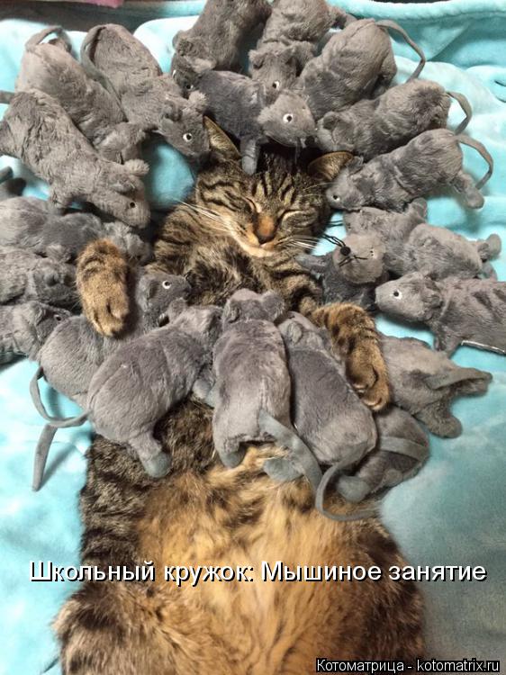 Школьный кружок: Мышиное занятие... Котоматрица: Школьный кружок: Мышиное занятие