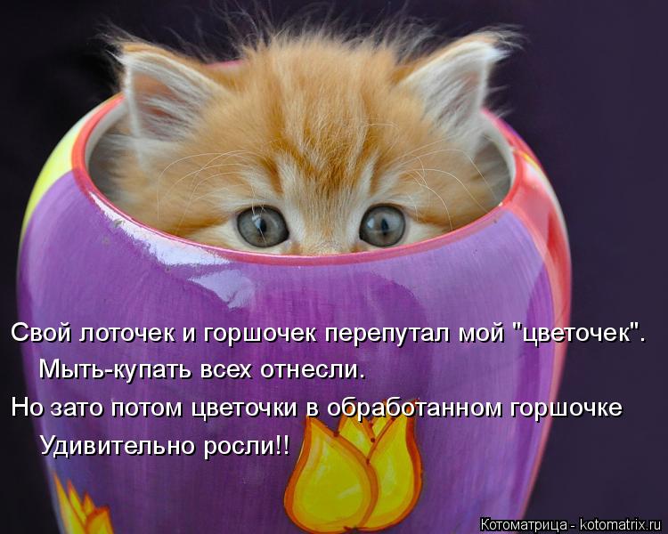 Свой лоточек и горшочек перепутал мой "цветочек". Мыть-купать всех отнесли. Но зато потом цветочки в ... Котоматрица: Свой лоточек и горшочек перепутал мой "цветочек". Мыть-купать всех отнесли. Но зато потом цветочки в обработанном горшочке Удивительно росл