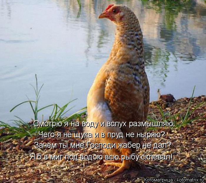 Смотрю я на воду и вслух размышляю. Зачем ты мне Господи жабер не дал? Я б в миг под водою всю рыбу с... Котоматрица: Смотрю я на воду и вслух размышляю. Зачем ты мне Господи жабер не дал? Я б в миг под водою всю рыбу склевал! Чего я не щука и в пруд не ныряю?