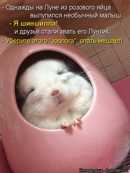 вылупился необычный малыш... - Я шиншилла! ...и друзья стали звать его Лунтик... - Уберите этого "зоо... Котоматрица: вылупился необычный малыш... - Я шиншилла! ...и друзья стали звать его Лунтик... - Уберите этого "зоолога", спать мешает! - Однажды на Луне из розо