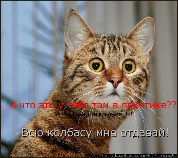 А что это у тебя там в пакетике?? Живо открывай!!!!! Всю колбасу мне отдавай!... Котоматрица: А что это у тебя там в пакетике?? Живо открывай!!!!! Всю колбасу мне отдавай!