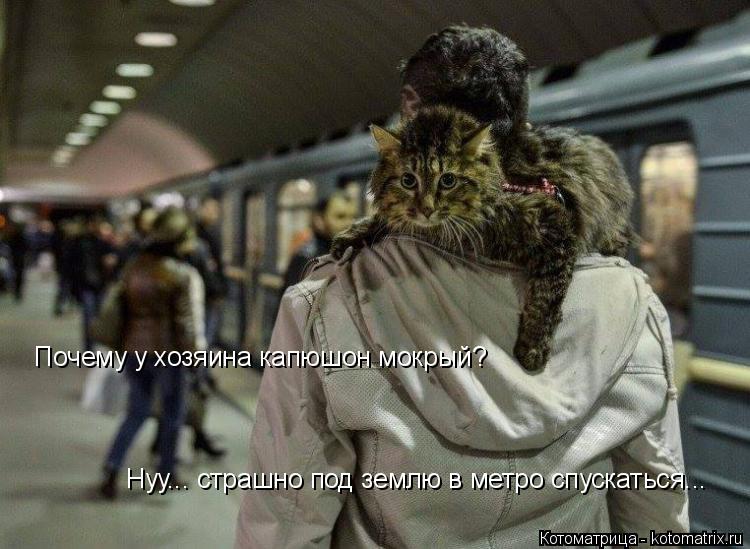 Почему у хозяина капюшон мокрый? Нуу... страшно под землю в метро спускаться...... Котоматрица: Почему у хозяина капюшон мокрый? Нуу... страшно под землю в метро спускаться...