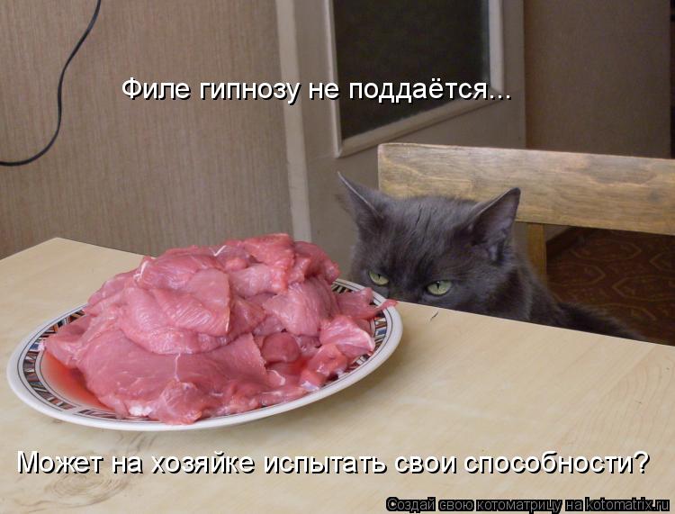 Филе гипнозу не поддаётся... Может на хозяйке испытать свои способности?... Котоматрица: Филе гипнозу не поддаётся... Может на хозяйке испытать свои способности?