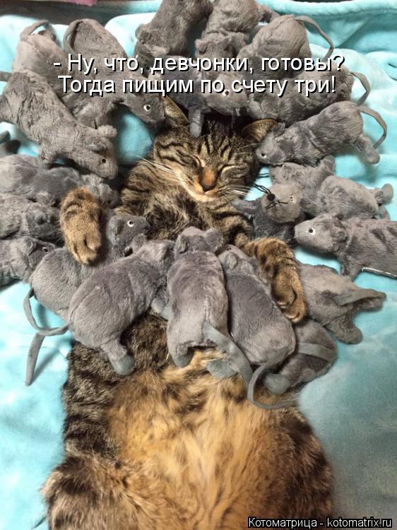 - Ну, что, девчонки, готовы? Тогда пищим по счету три!... Котоматрица: - Ну, что, девчонки, готовы? Тогда пищим по счету три!