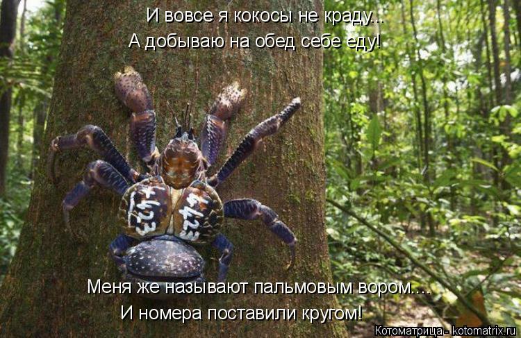 И вовсе я кокосы не краду... А добываю на обед себе еду! Меня же называют пальмовым вором.... И номер... Котоматрица: И вовсе я кокосы не краду... А добываю на обед себе еду! Меня же называют пальмовым вором.... И номера поставили кругом!