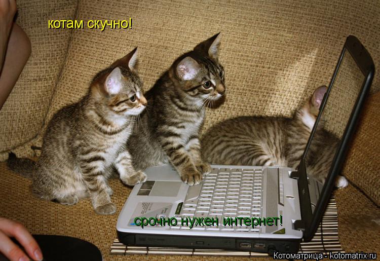 котам скучно! срочно нужен интернет!... Котоматрица: котам скучно! срочно нужен интернет!