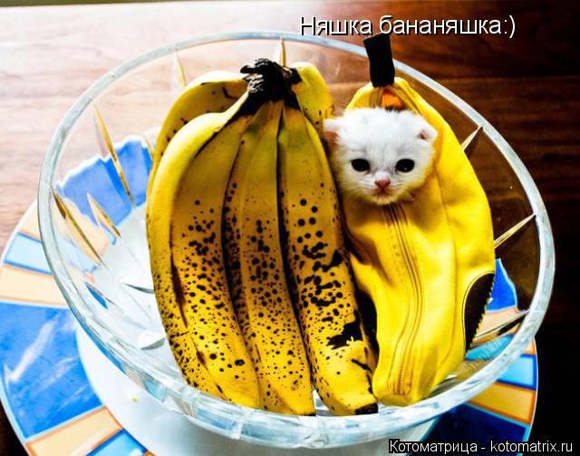 Котоматрица: Няшка бананяшка:)